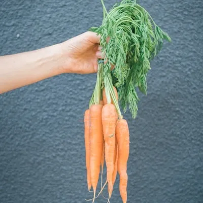 Carrots