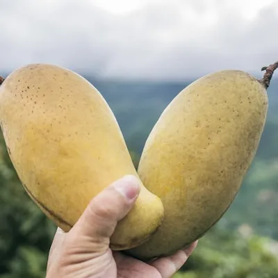 Mango
